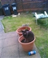 My cat thinks shes a flower lol