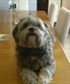 mutley 1 of my dogs