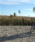 Cycling along the Gulf of Bothnia