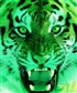 Celtic_Tiger