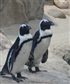 South african penguins