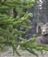 Example of my photography Canadian Rockies Bighorn