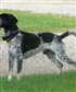 My blu tic coon hound