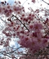 Sakura from the Cherry Blossom festival