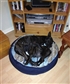 My dogs 2 Staffordshire Bull Terriers