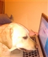 Dont mind the other pictures Its my dog who is chatting to you here