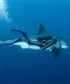 Deep Sea Snorkeling Next to Shark