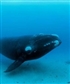 Deep Water Dive Whale
