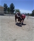 Teaching horse to bow loke a gentleman