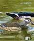 My photo taken of a wood duck pairing Mates for life