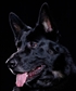 SPIKE MY K 9 IS A MILITARY WAR DOG BRED FOR THE MILITARY SEALS 6 A GIFT FOR MY SERVICE AS A PROTECTIVE DOG TRAINER AFTER MAR