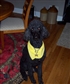 Lubes My 70lb Standard Poodle who was for over 10 years the Best Brightest Friend I EVER HAD