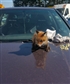 My pet red fox on top of my VW GTI
