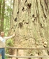 california giant redwood
