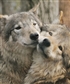 Wolves make for life And are always there to protect one another very loving