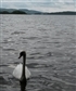 swan loughderg