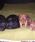 My dogs a month after they were born Jan 2007