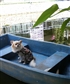 My bodyguard Chihuahua Sit on a boat in a canal by a backyard to patrol around