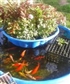Goldfish making a Salad