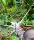Pacificgreen I live in lae city Papua New guinea