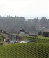 The view of my Vineyard in Sonoma CA