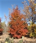 One of my Oak trees turning color