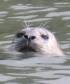 Harbor Seal while Kayaking