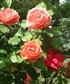 rosegreeneyes