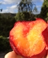 One of the organic beautiful plums growoing and being eaten by me on my New Zealand farm