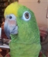 The most kissed hugged loved parrot in the world My baby Willy 3