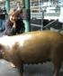 The lucky charm of Seattles famed Public Market and the golden pig isnt bad either