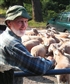 Richard checking some of his sheep