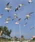 feeding seagulls on the beach at Bradenton Florida about 10 yrs ago before my wife died 5 jan 2018 im widowed