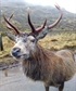 Friendly stag at Glencoe