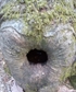 a water hole in a tree