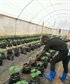 Green house farming