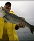 Saltwater striped bass Do you like to eat fish Im good at fishing