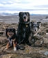 My current immediate family I foster Aussie Shepherds these three are my keepers