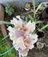 I cross bred this wonderful bearded iris It has a kool aid fragrance