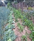 My garden wit vegetables