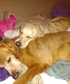 My Sons and our Goldens Sunrise RIP and Miss Summer Rose