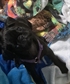 Groot my pug she is funny and very expressive