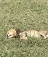 My trip to the Serengeti
