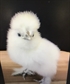One of my beautiful chicks I named her ICE