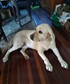 Goldie our purebred Labrador Retriever