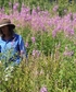 Me in Moosehorn National Forest walking through a patch of fireweed