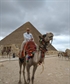 This picture is in front of the pyramid of Khafre