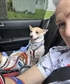 Taking the jack russells for a ride in the Miatatop down