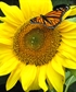 A monarch in my garden