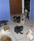 Some of my Pekingese and Shih Tzu dogs